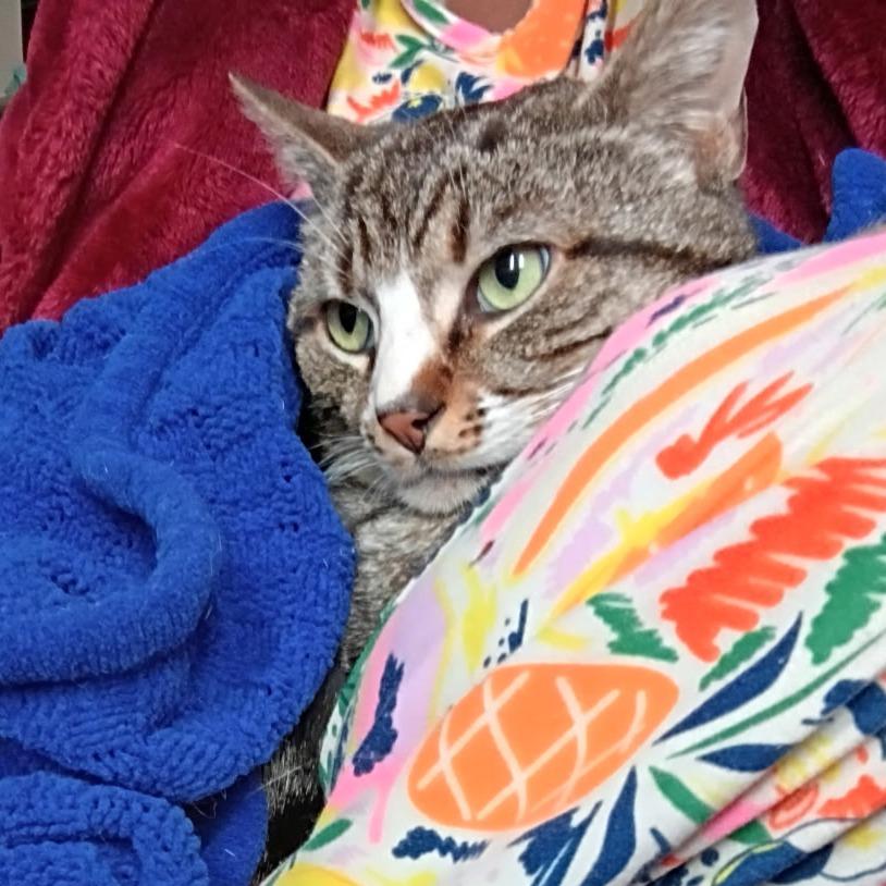 Enlarge Chuck, a Adoptable Domestic Short Hair in New York, NY image 2/4