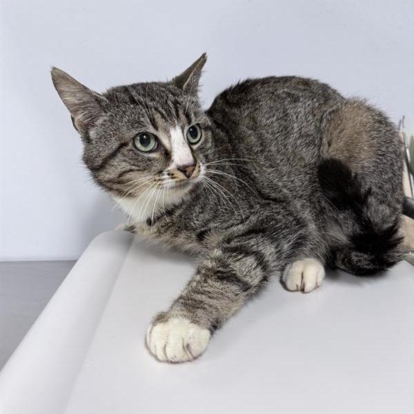 Enlarge Chuck, a Adoptable Domestic Short Hair in New York, NY image 3/4