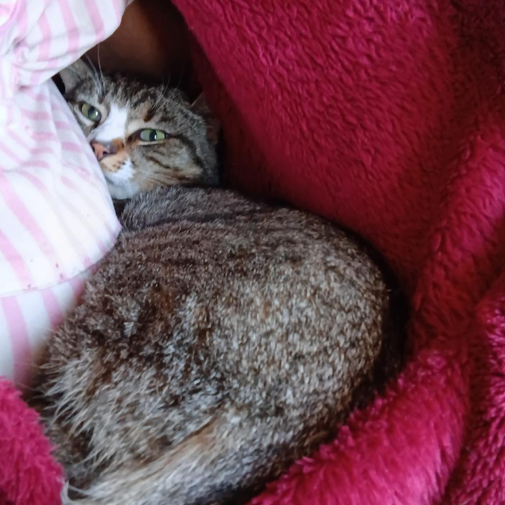 Enlarge Chuck, a Adoptable Domestic Short Hair in New York, NY image 4/4