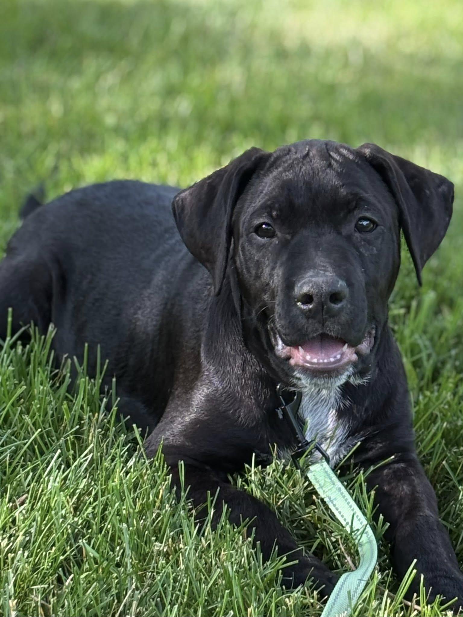 Timmy the tank!, Baby Male Pit Bull Terrier