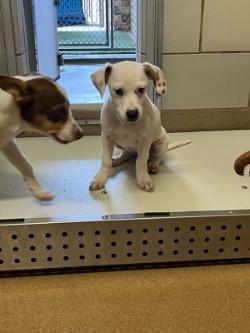 Winston, adopted, Young Male Dachshund & Chihuahua.