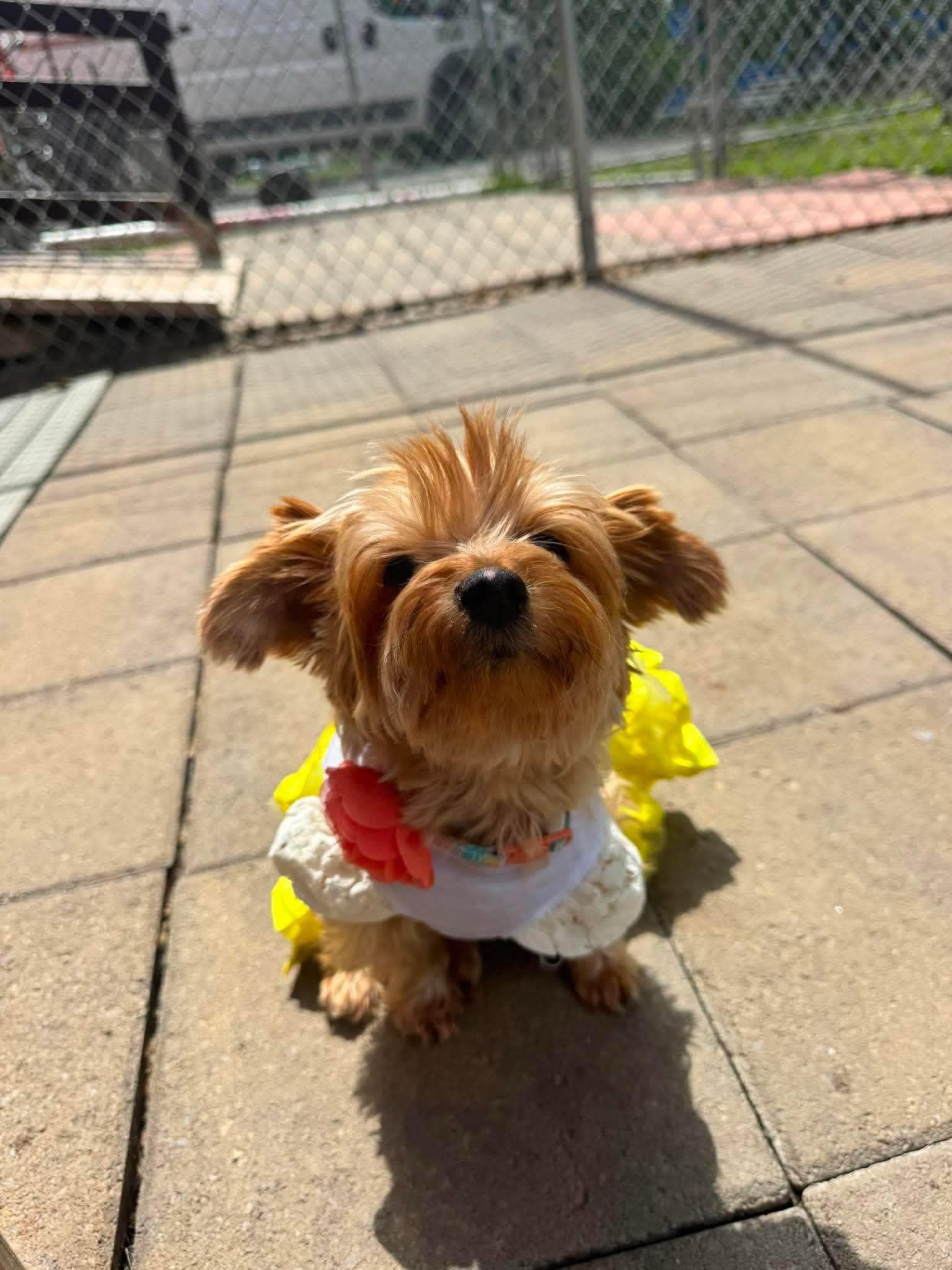 Olyvia, Adopted, Adult Female Yorkshire Terrier.