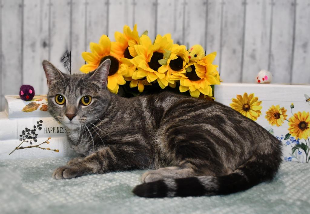 Livia, Adoptable, Young Female Domestic Short Hair.