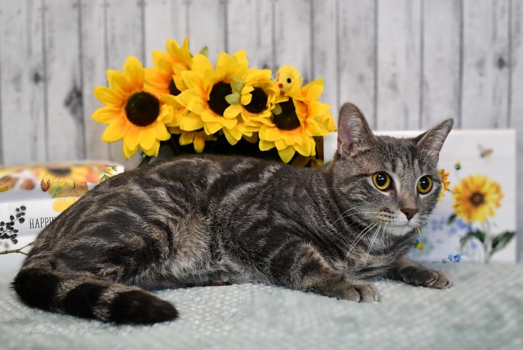 Livia, a Adoptable mixed breed in Roanoke, TX image 2/3