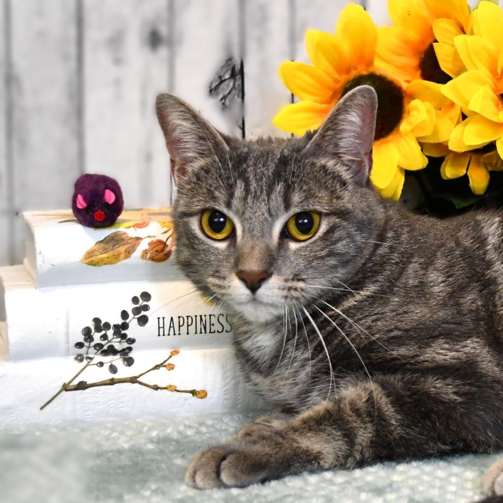 Livia, a Adoptable mixed breed in Roanoke, TX image 3/3