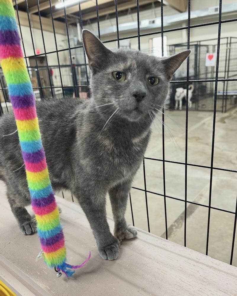 Enlarge Gia Rose, a Adoptable Extra-Toes Cat / Hemingway Polydactyl in Franklin, PA image 1/3