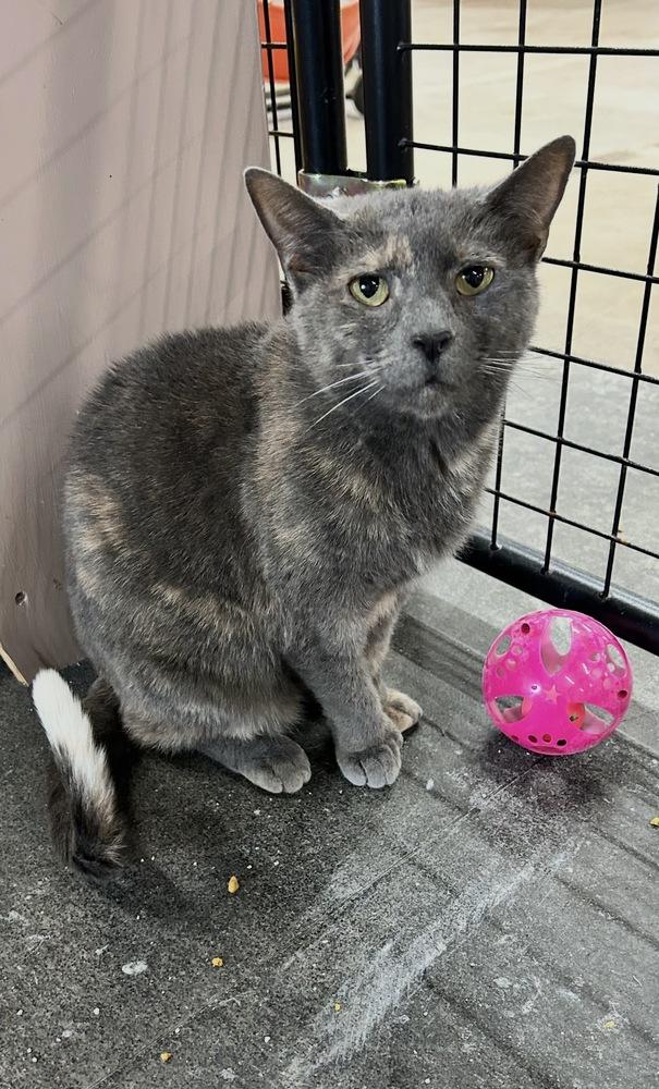 Enlarge Gia Rose, a Adoptable Extra-Toes Cat / Hemingway Polydactyl in Franklin, PA image 2/3