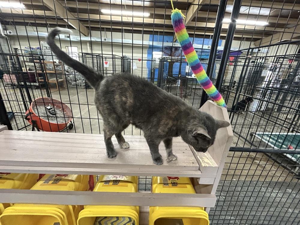 Enlarge Gia Rose, a Adoptable Extra-Toes Cat / Hemingway Polydactyl in Franklin, PA image 3/3