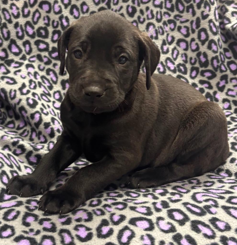 Enlarge Emma, a Adoptable mixed breed in Seven Points, TX image 1/2