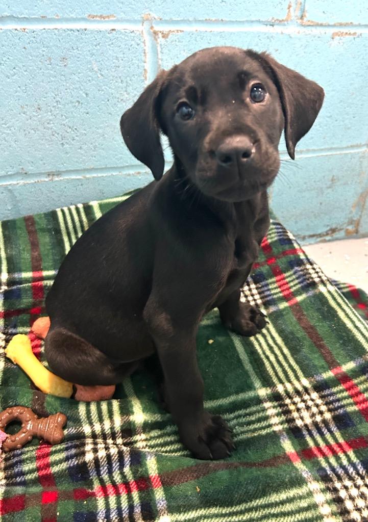 Enlarge Emma, a Adoptable mixed breed in Seven Points, TX image 2/2