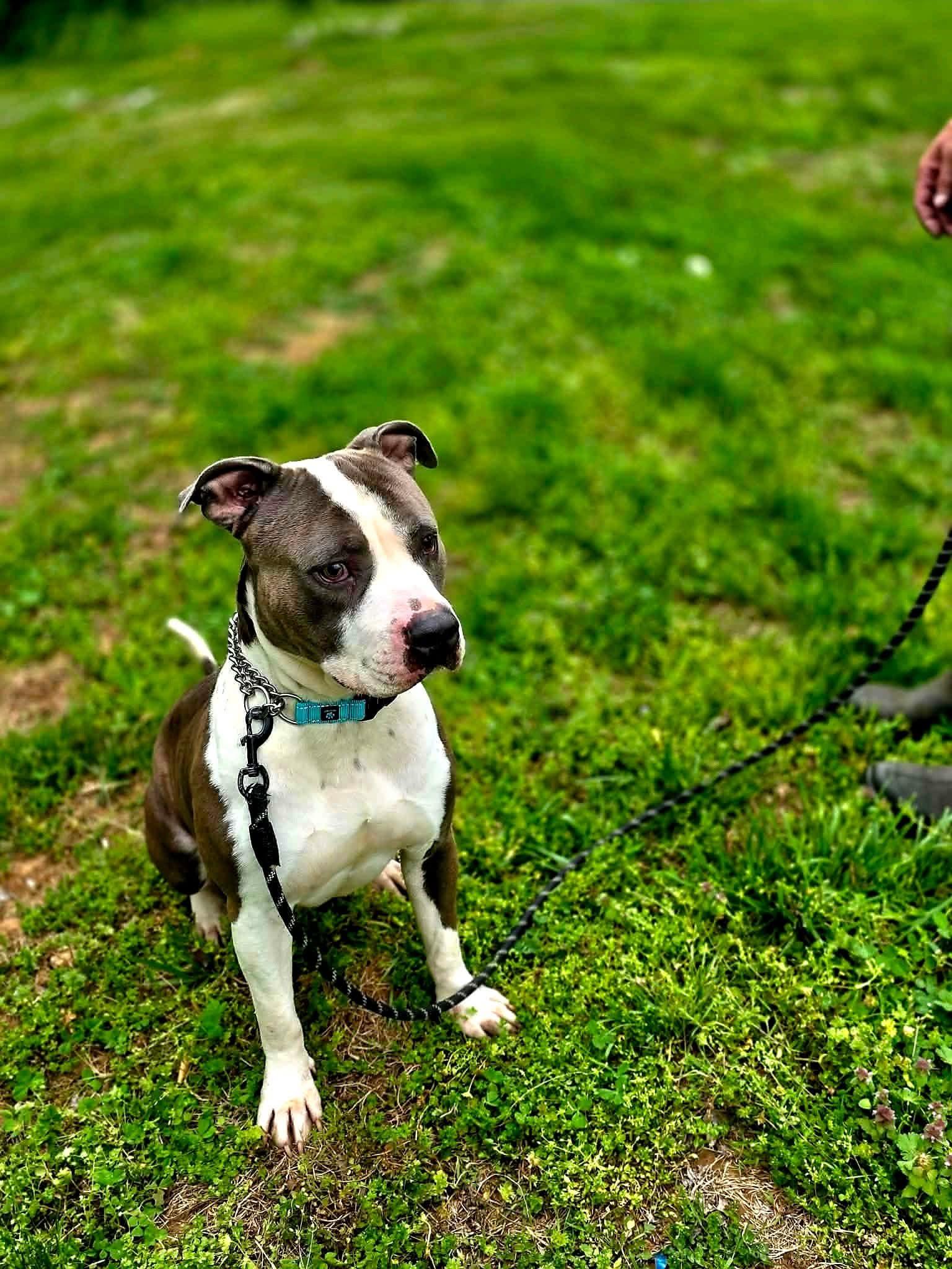 Champ, adoptable, Young Male Mixed Breed.