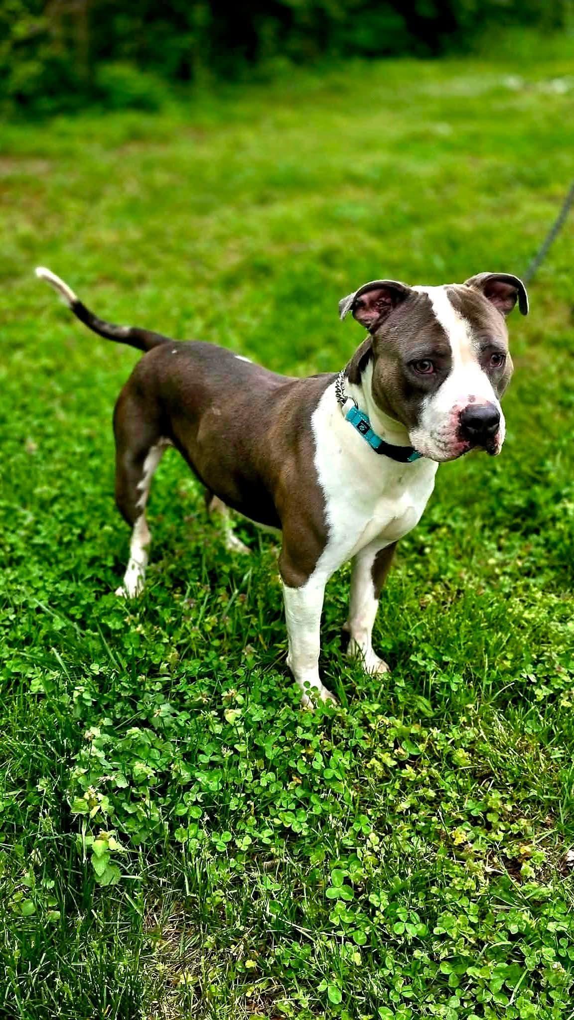 Enlarge Champ, an adoptable mixed breed in Harrodsburg, KY image 2/3
