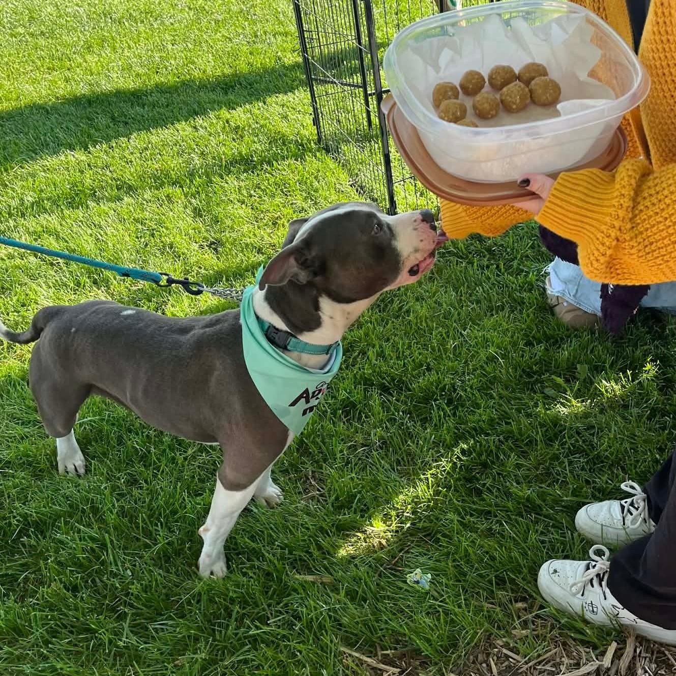 Enlarge Champ, an adoptable mixed breed in Harrodsburg, KY image 3/3