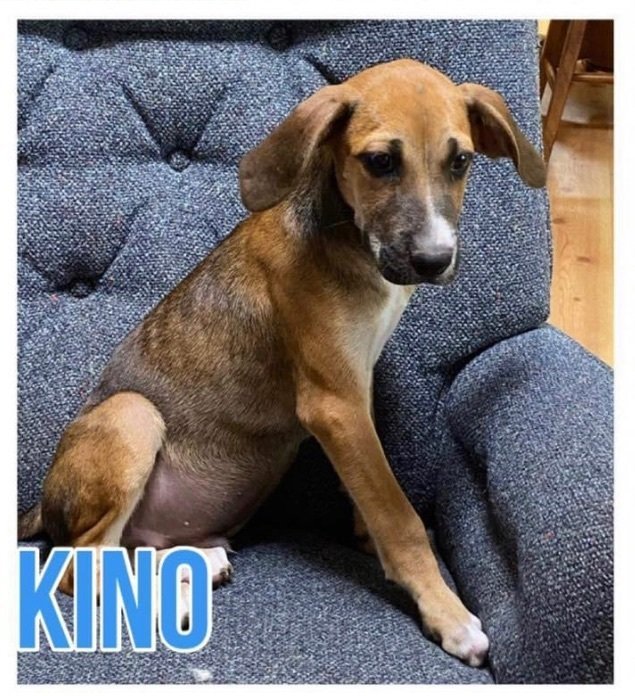 Kino, a Adoptable mixed breed in Grand Bay, AL image 2/6