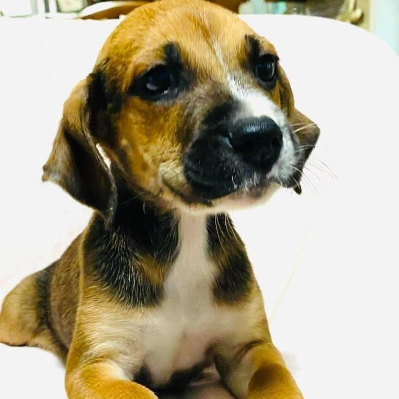 Kino, a Adoptable mixed breed in Grand Bay, AL image 3/6