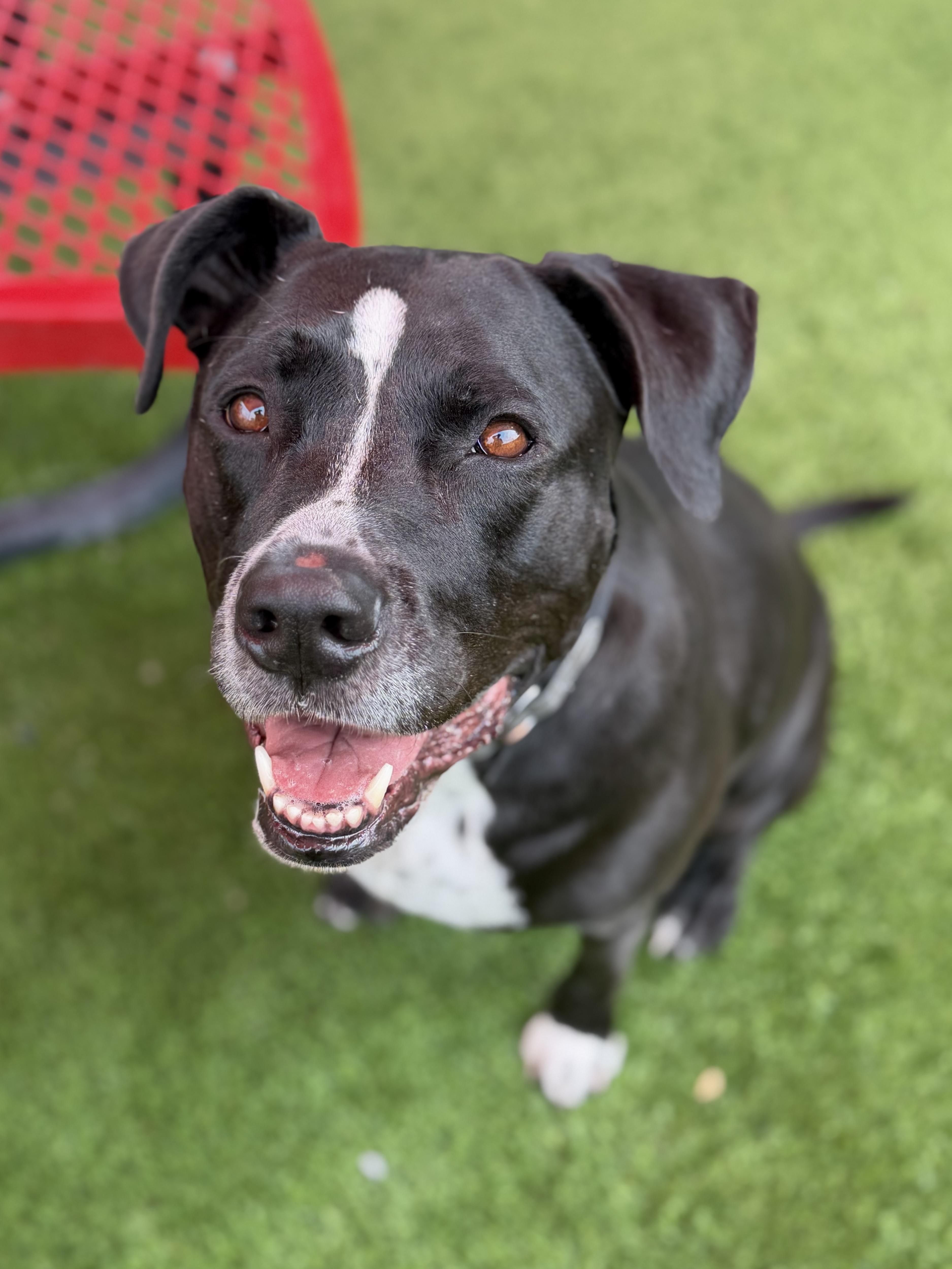 Enlarge Harlow, a ADOPTABLE mixed breed in Glendale, AZ image 1/3