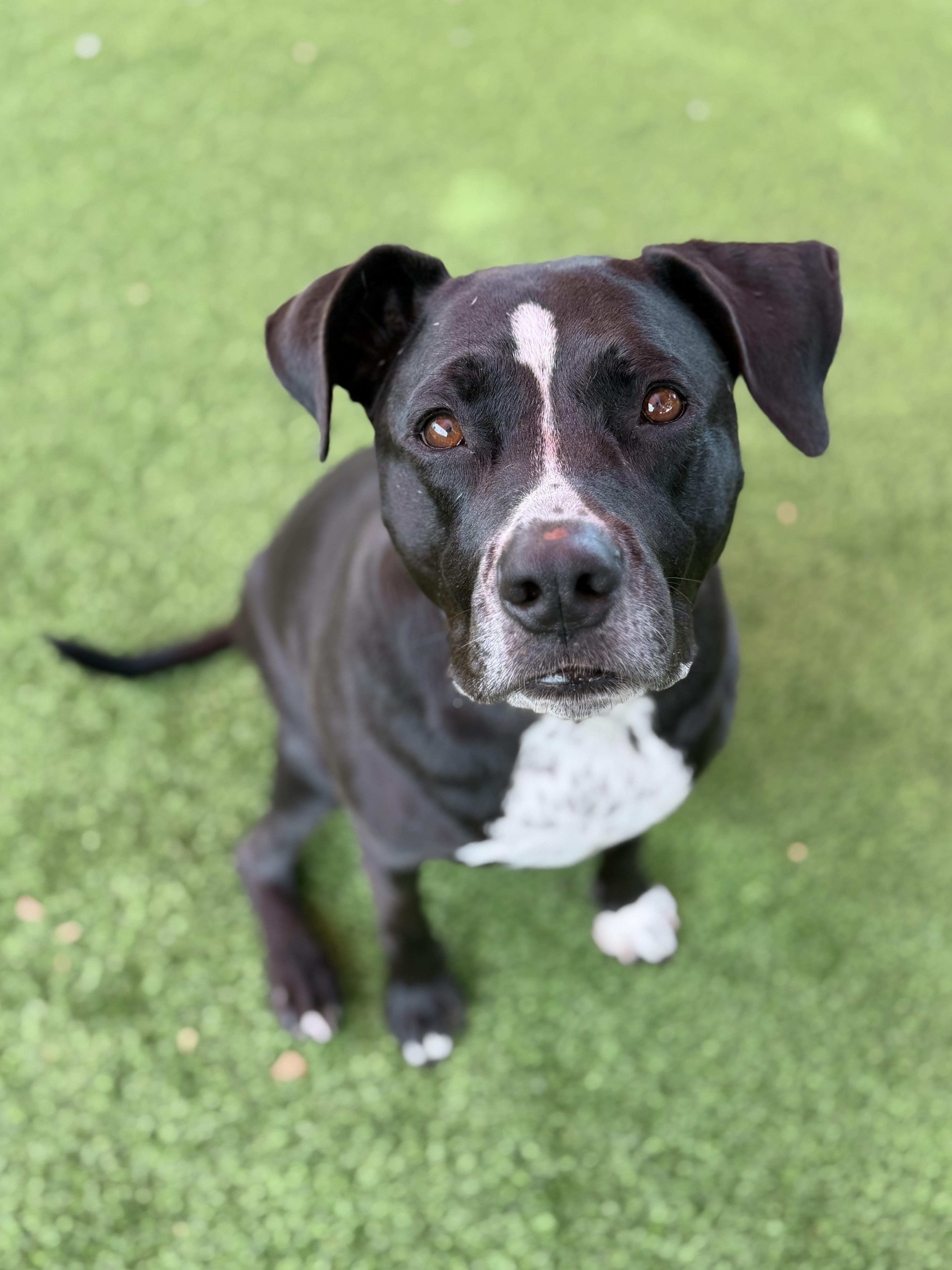 Enlarge Harlow, a ADOPTABLE mixed breed in Glendale, AZ image 3/3