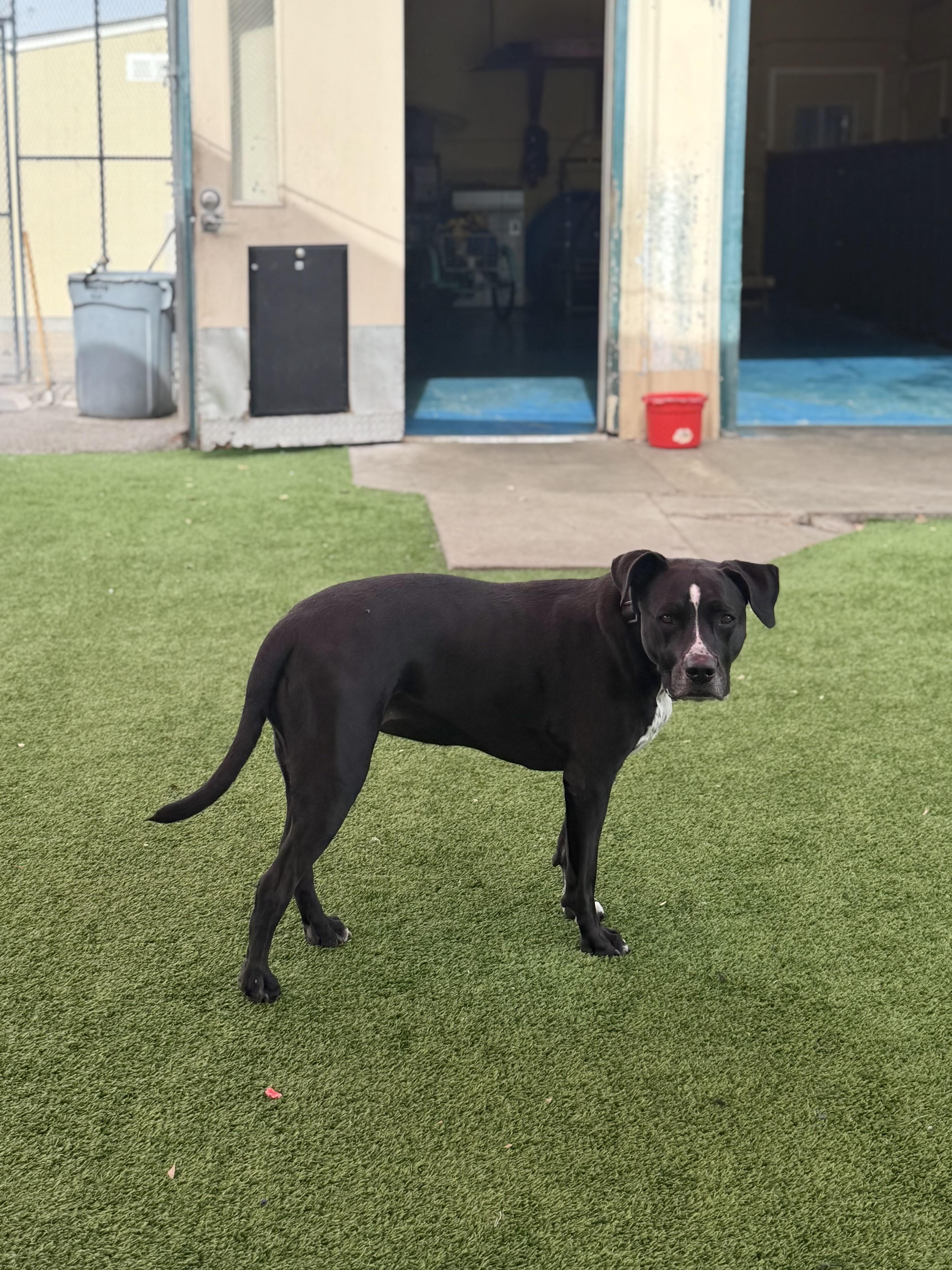 Enlarge Harlow, a ADOPTABLE mixed breed in Glendale, AZ image 2/3