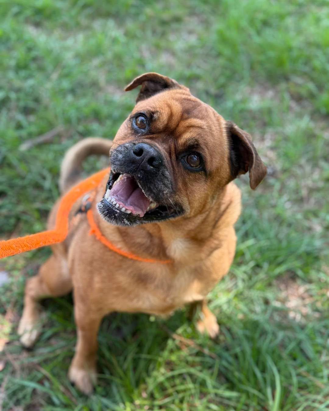 BRANDY, Adoptable, Adult Female Boxer & Pug.