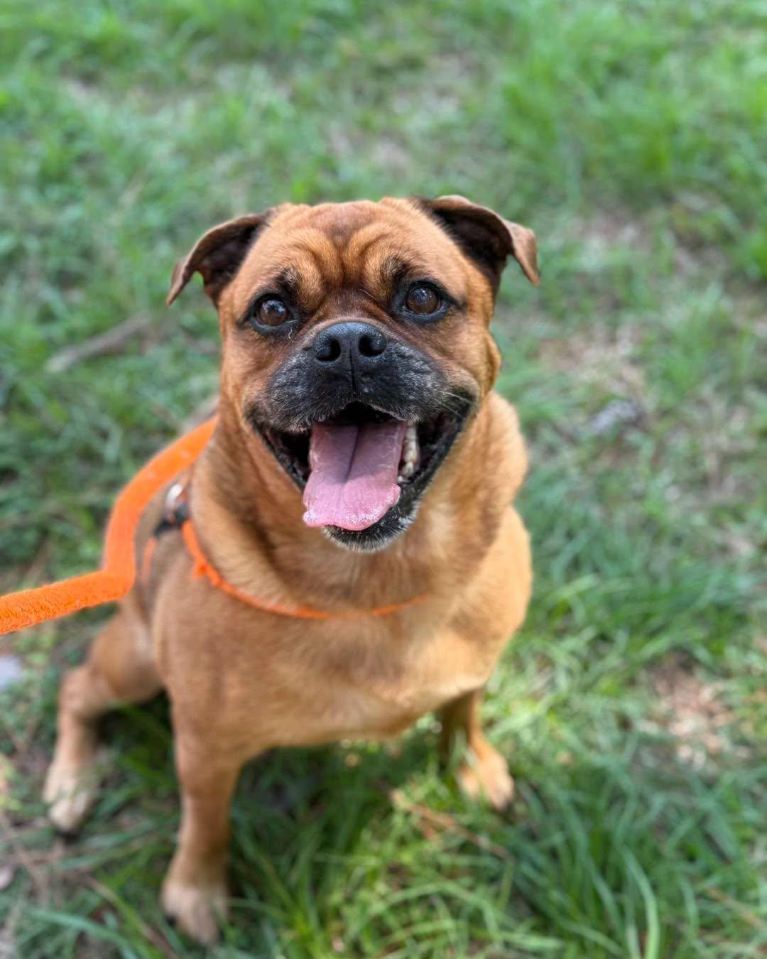 Enlarge BRANDY, a Adoptable mixed breed in Madisonville, LA image 2/6
