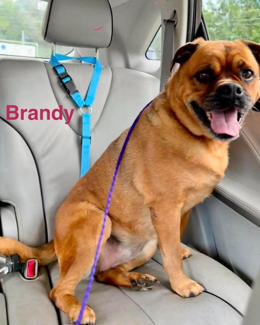 Enlarge BRANDY, a Adoptable mixed breed in Madisonville, LA image 5/6