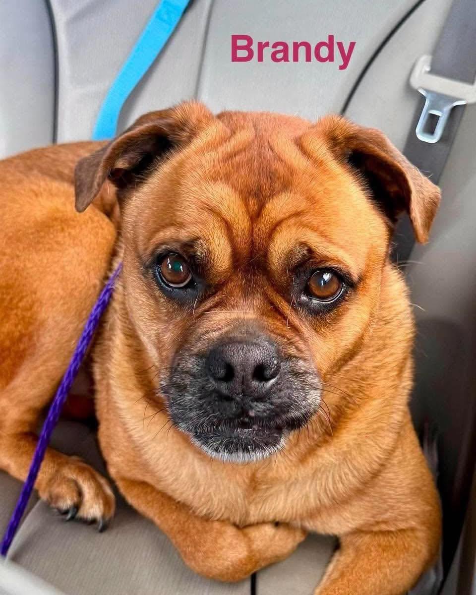 Enlarge BRANDY, a Adoptable mixed breed in Madisonville, LA image 6/6