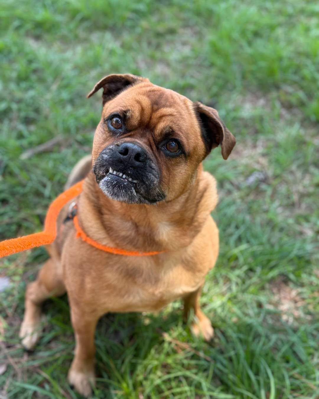Enlarge BRANDY, a Adoptable mixed breed in Madisonville, LA image 4/6