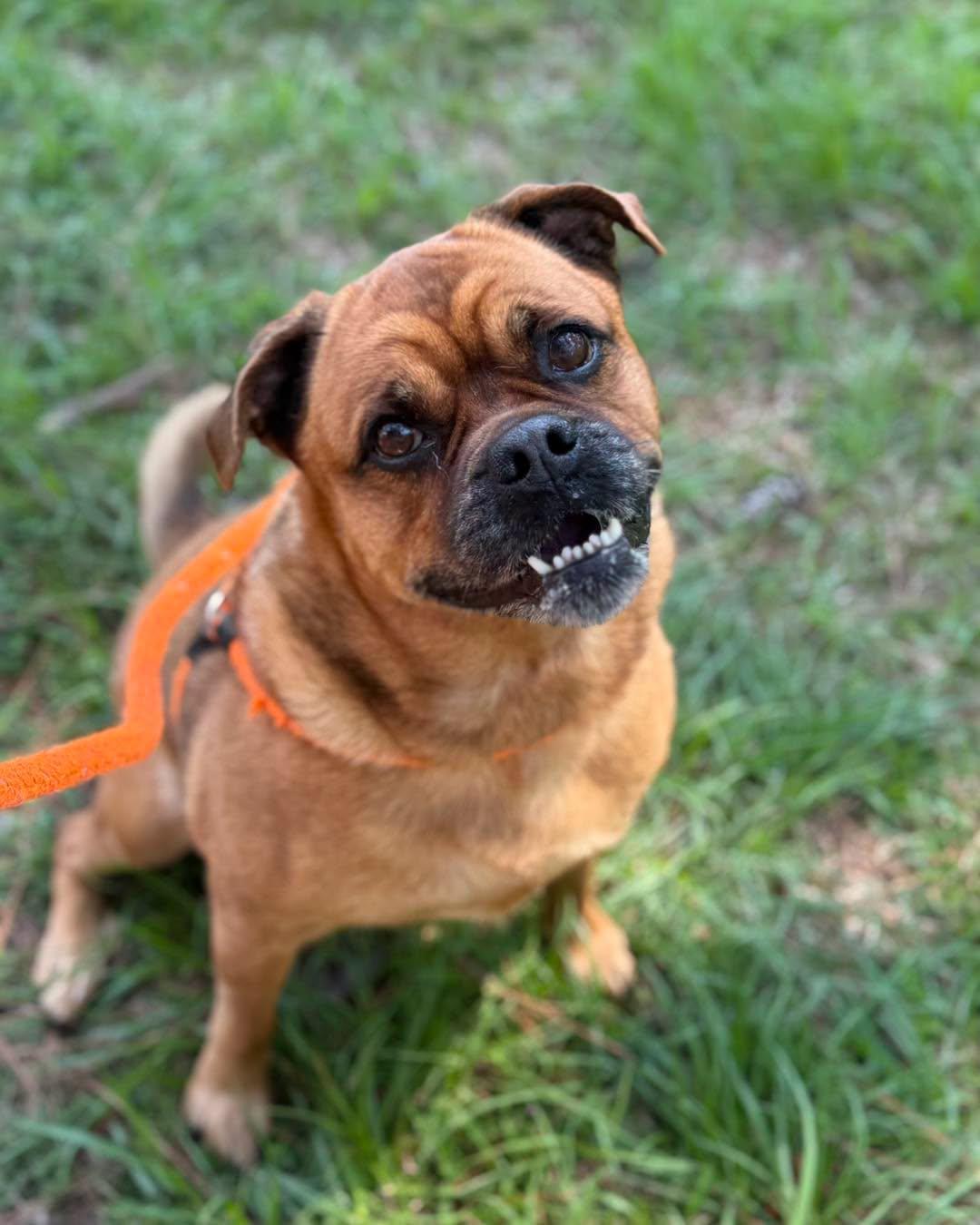Enlarge BRANDY, a Adoptable mixed breed in Madisonville, LA image 3/6