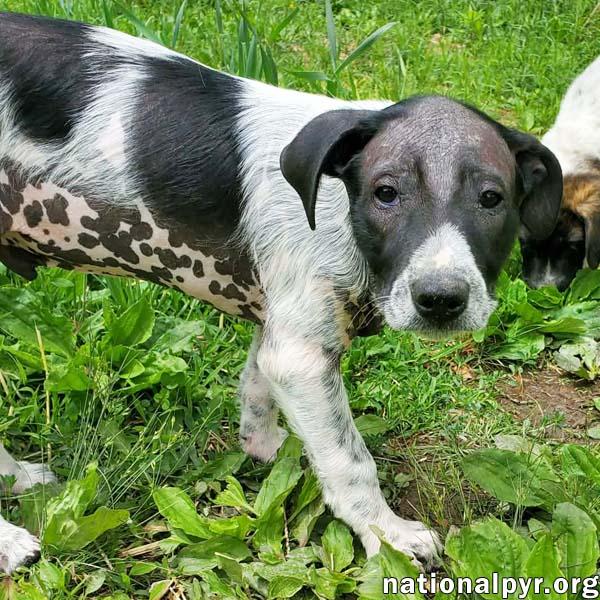 Salsa in KY - Silly Little Comedian!, adopted, Puppy Male Great Pyrenees & Border Collie.