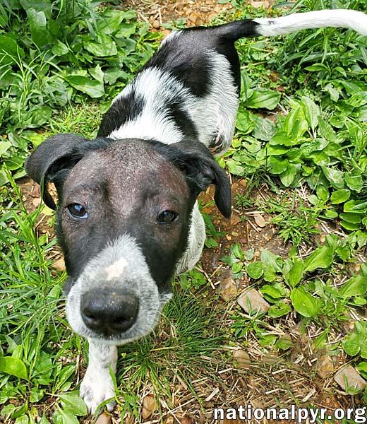 Enlarge Salsa in KY - Silly Little Comedian!, an adopted mixed breed in Paducah, KY image 2/4