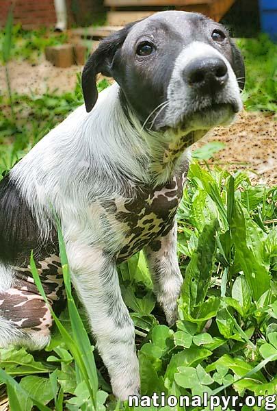Enlarge Salsa in KY - Silly Little Comedian!, an adopted mixed breed in Paducah, KY image 3/4