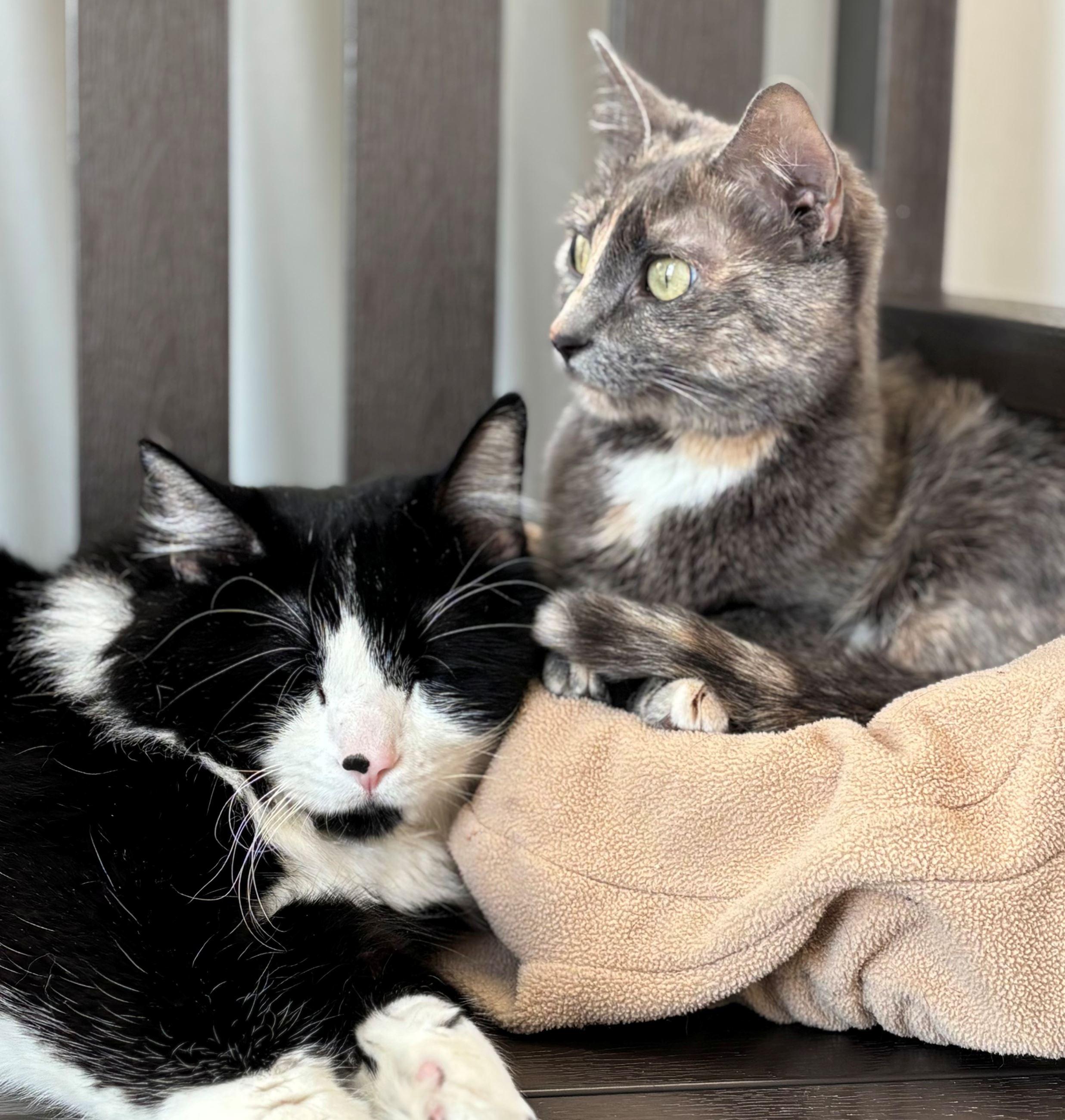 Nami (bonded with Pluto), ADOPTABLE, Adult Female Domestic Short Hair.