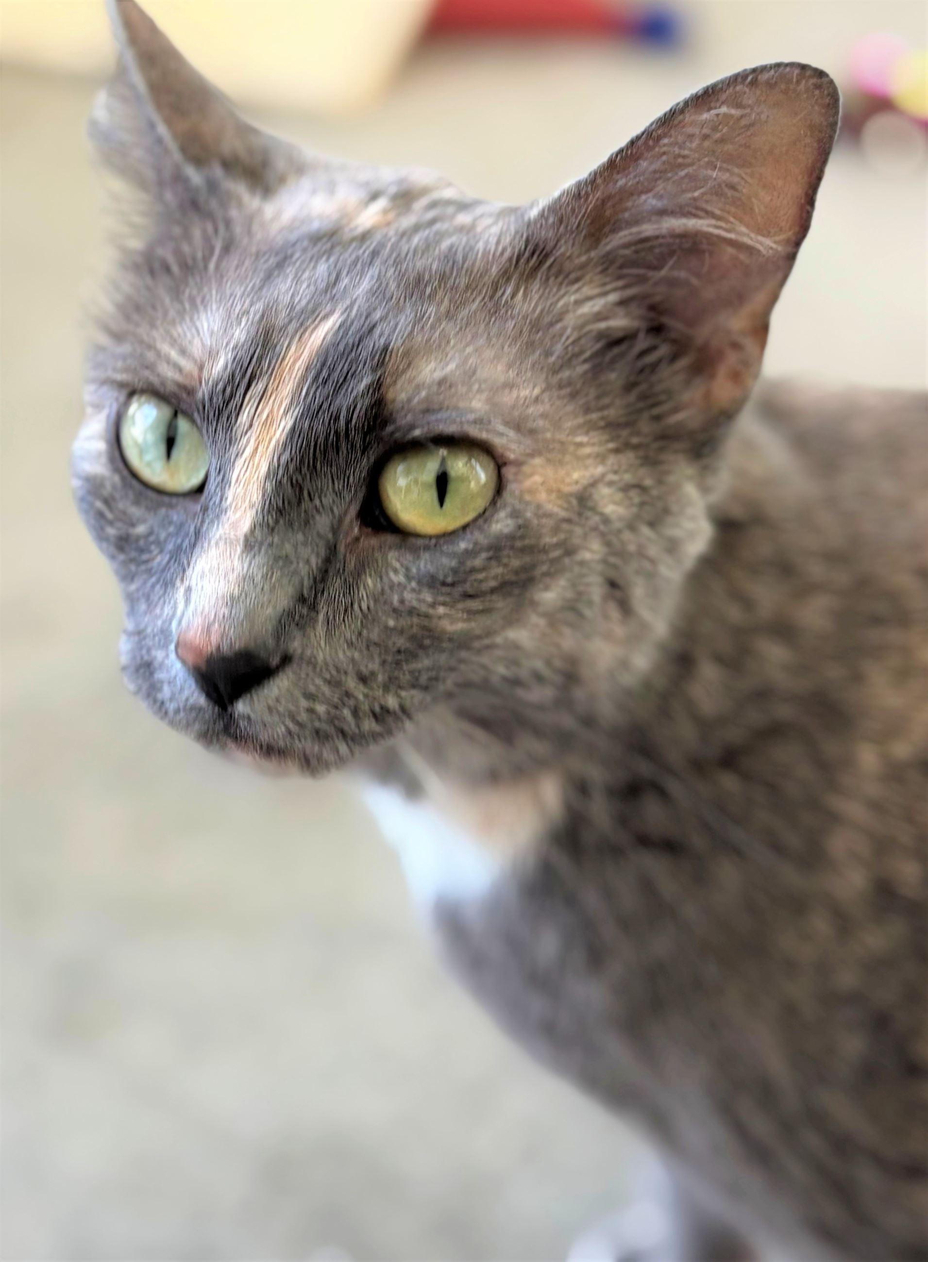 Enlarge Nami (bonded with Pluto), a ADOPTABLE Domestic Short Hair in Iowa City, IA image 2/2