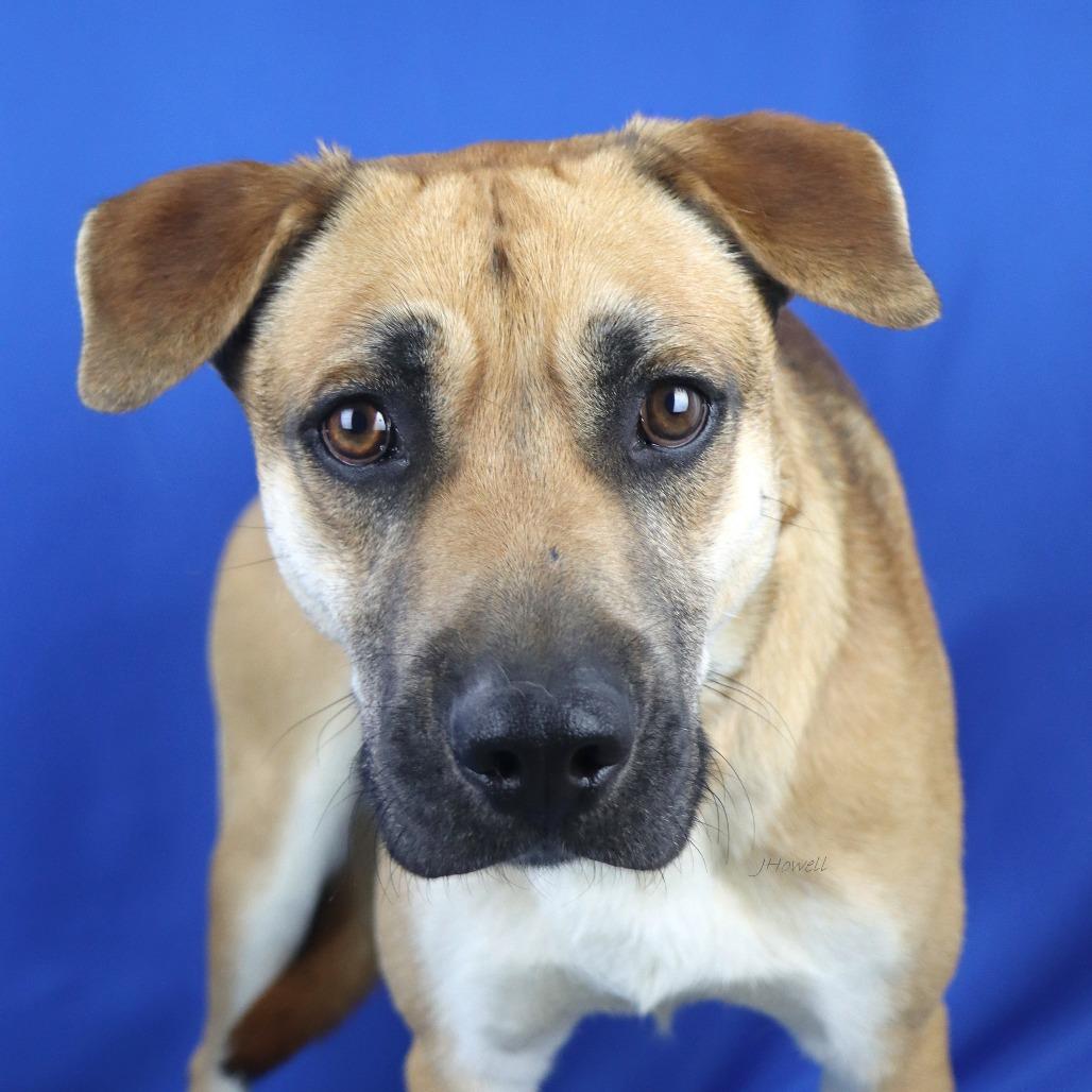 Bruce- 022118T, a Adoptable mixed breed in Tupelo, MS image 2/3