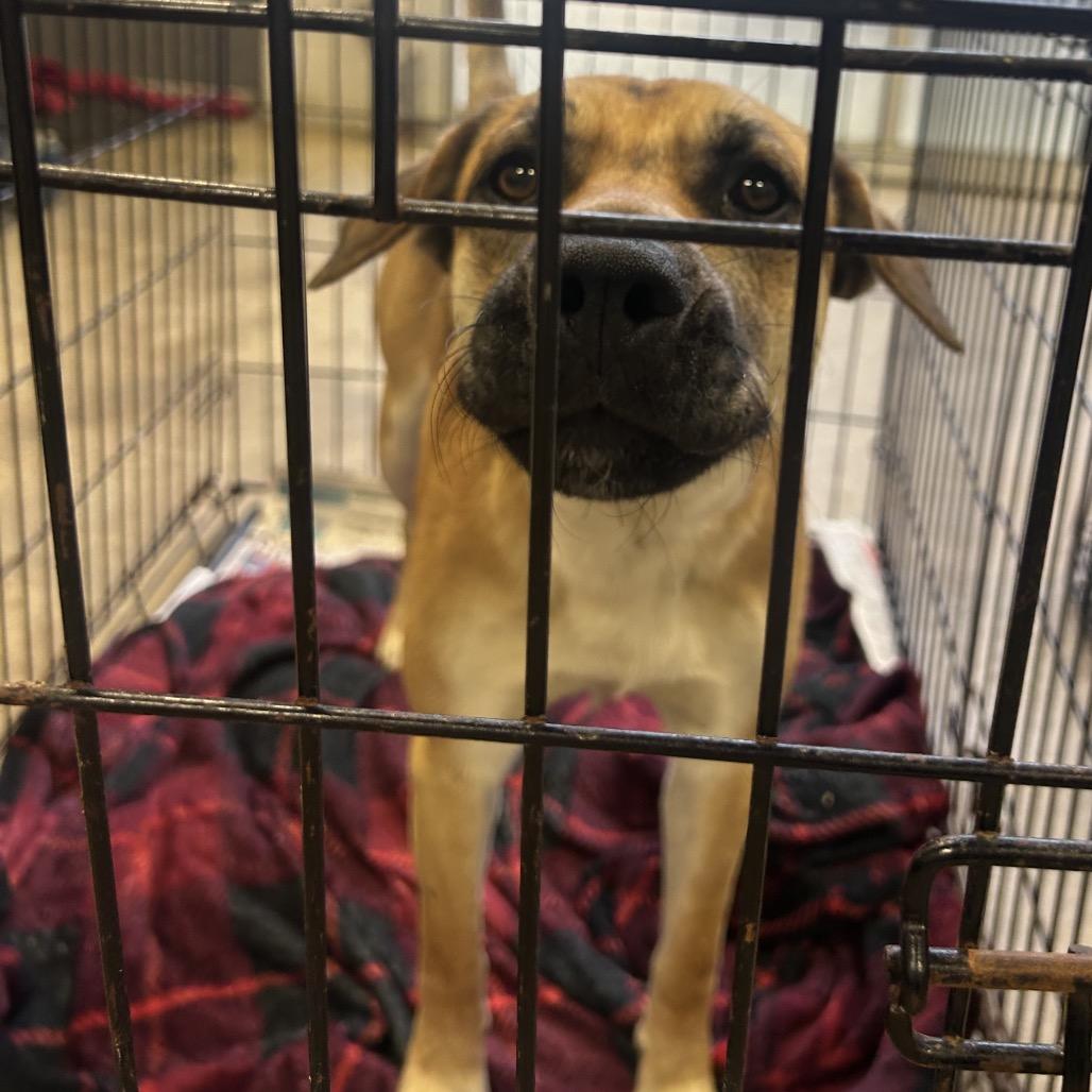 Bruce- 022118T, a Adoptable mixed breed in Tupelo, MS image 3/3