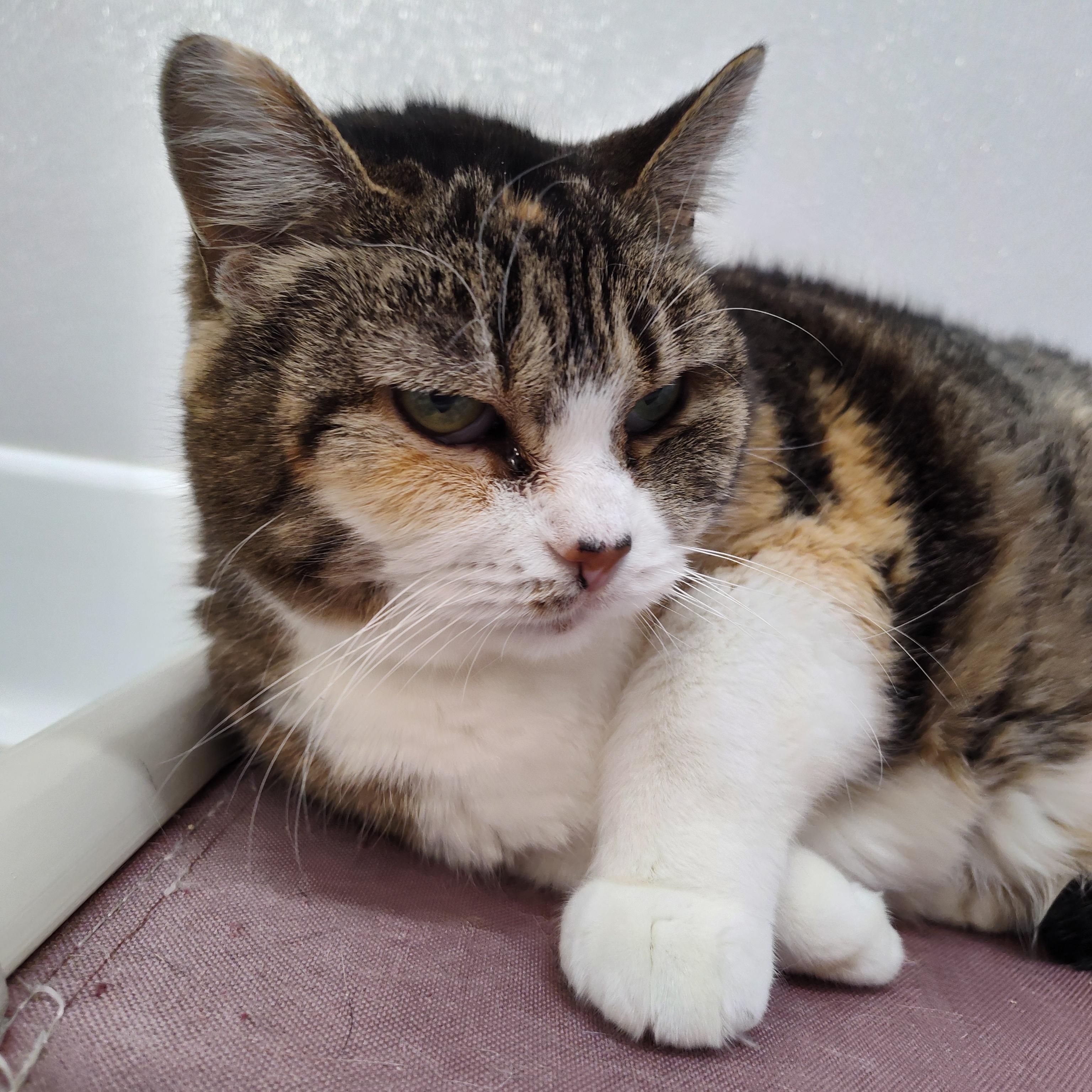 Enlarge Abri, a Adoptable Domestic Short Hair in Stockbridge, MI image 1/4