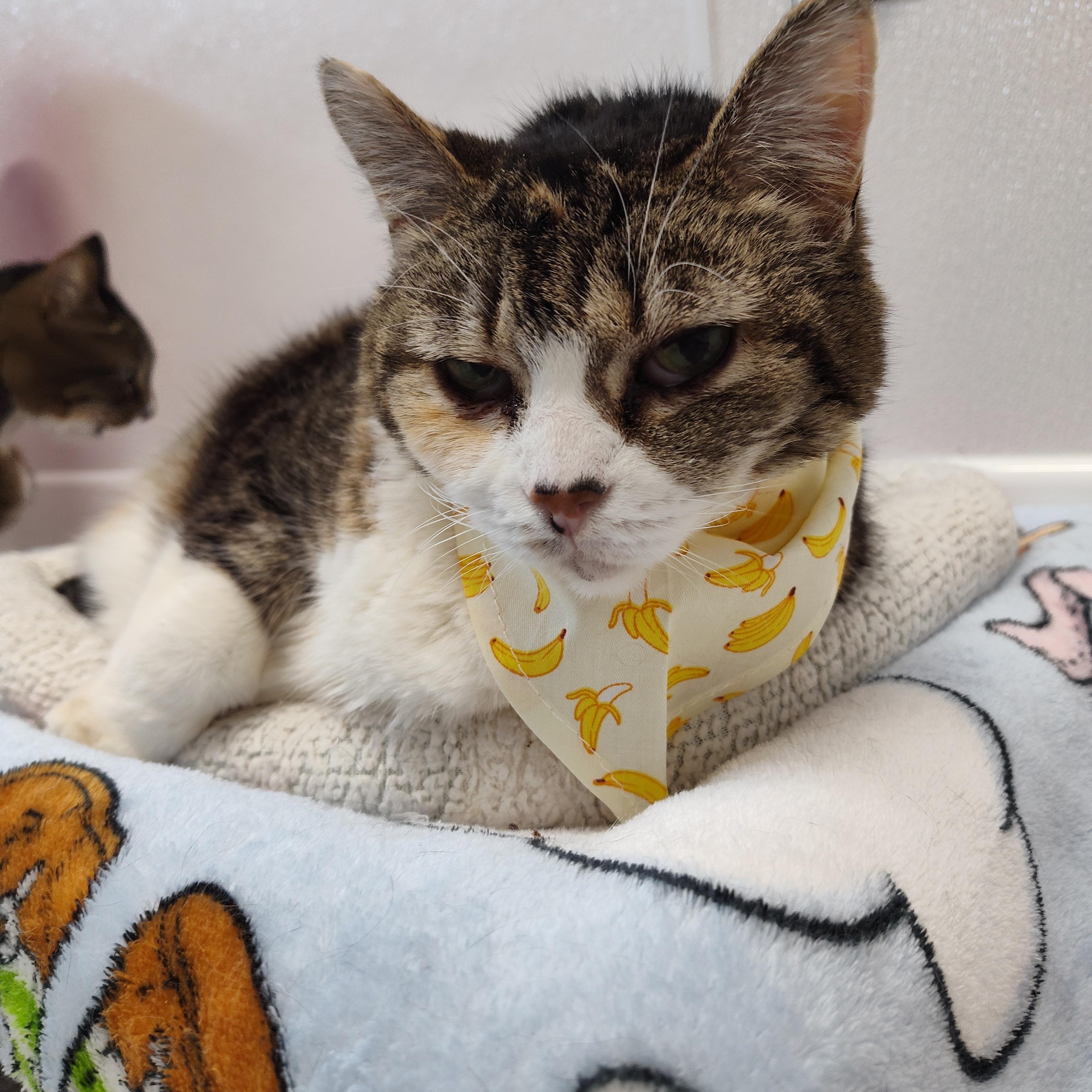 Abri, a Adoptable Domestic Short Hair in Stockbridge, MI image 1/6
