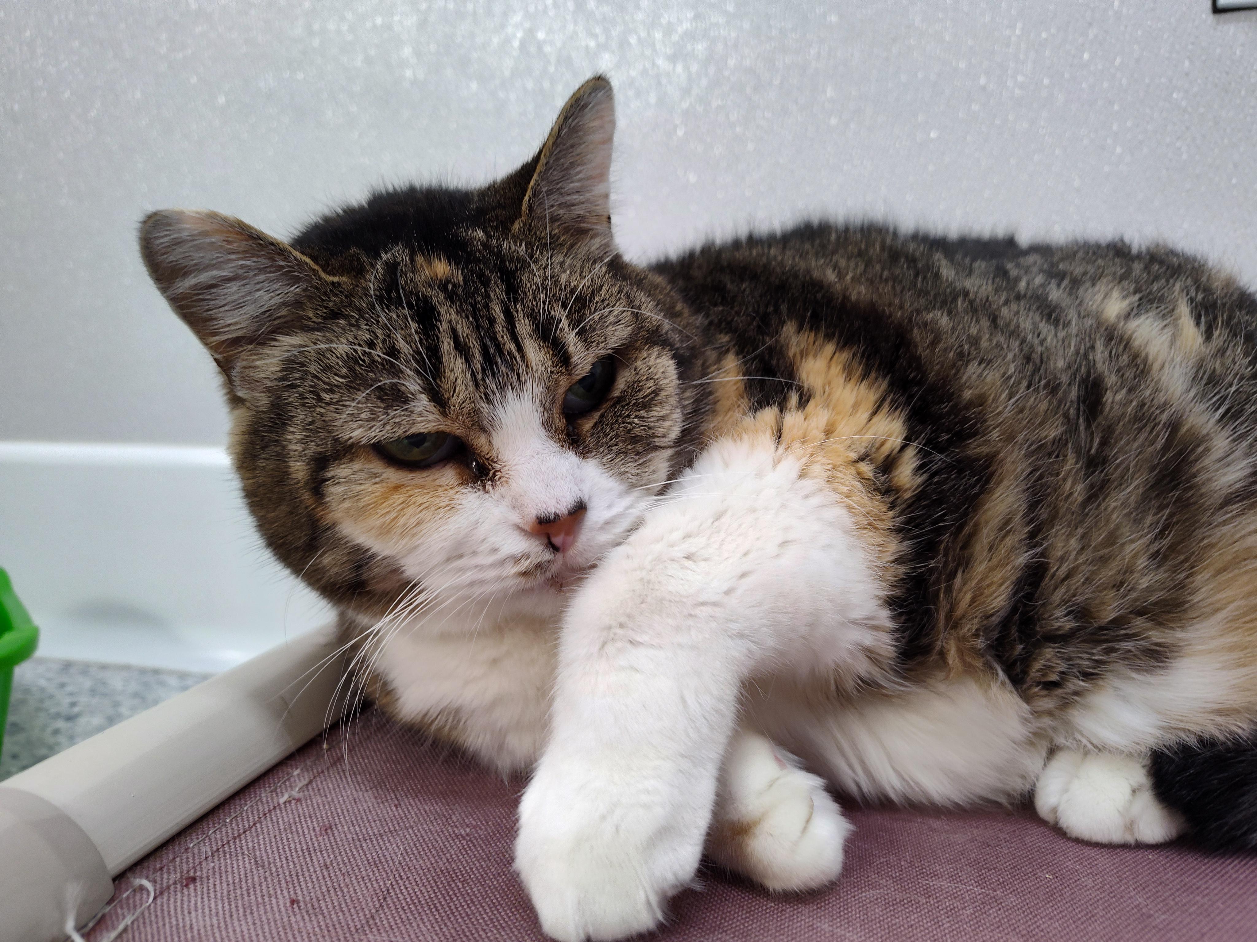 Enlarge Abri, a Adoptable Domestic Short Hair in Stockbridge, MI image 2/4