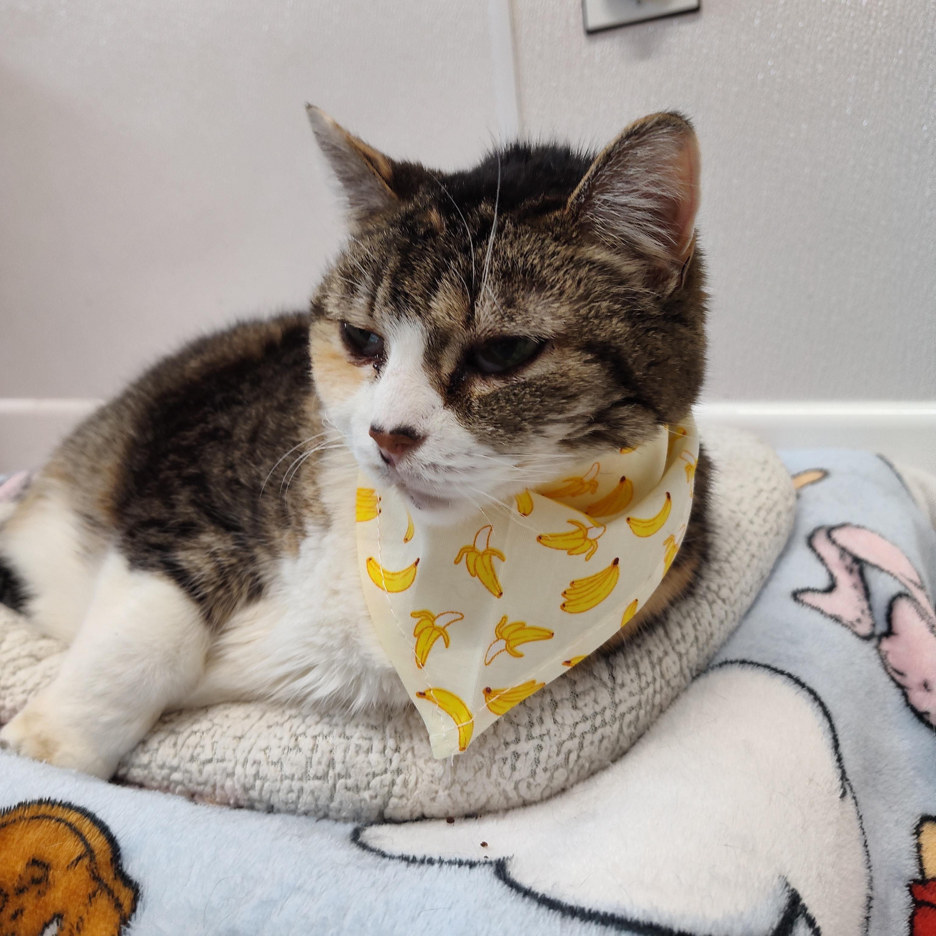 Abri, a Adoptable Domestic Short Hair in Stockbridge, MI image 6/6