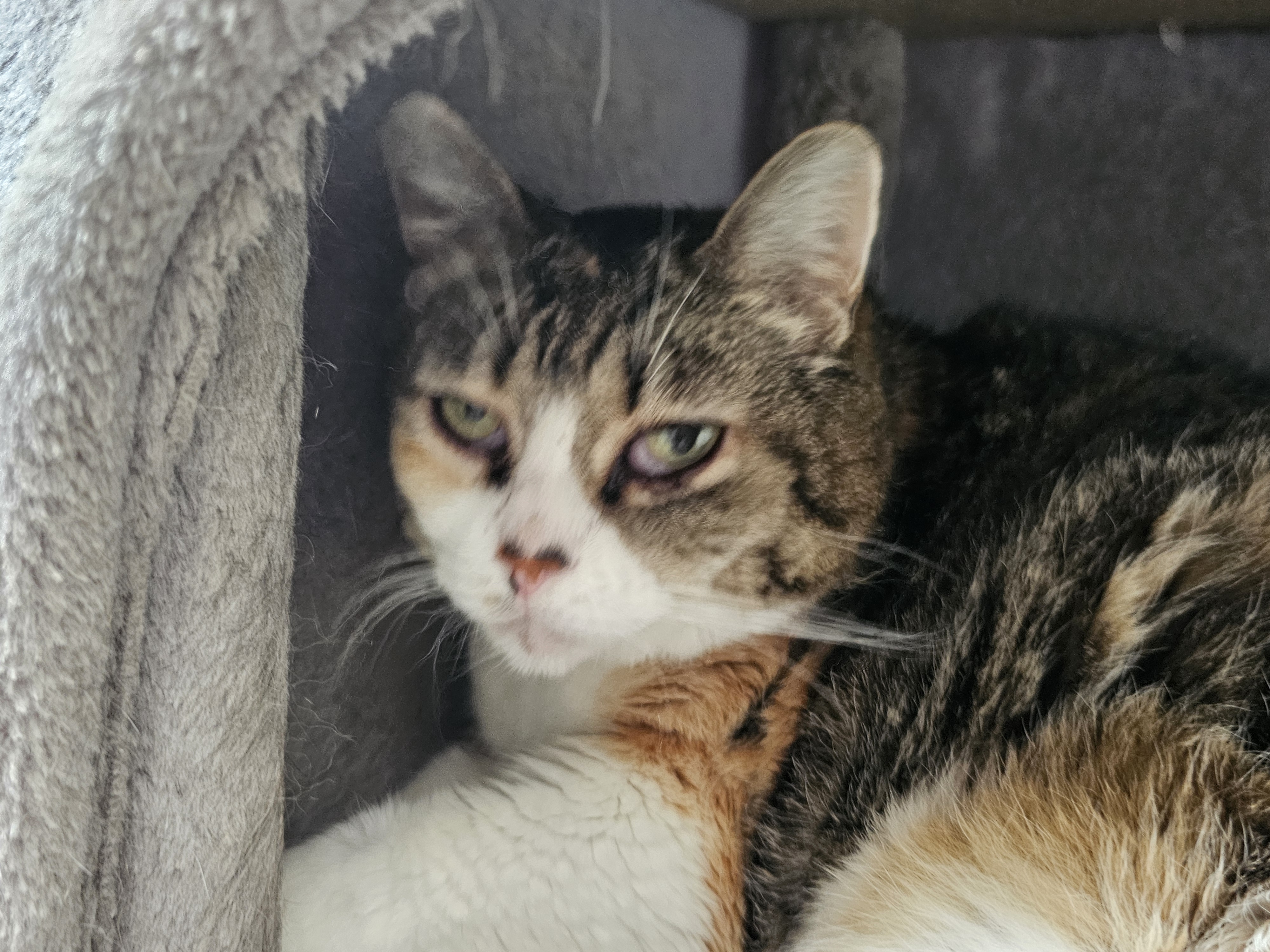 Enlarge Abri, a Adoptable Domestic Short Hair in Stockbridge, MI image 4/4