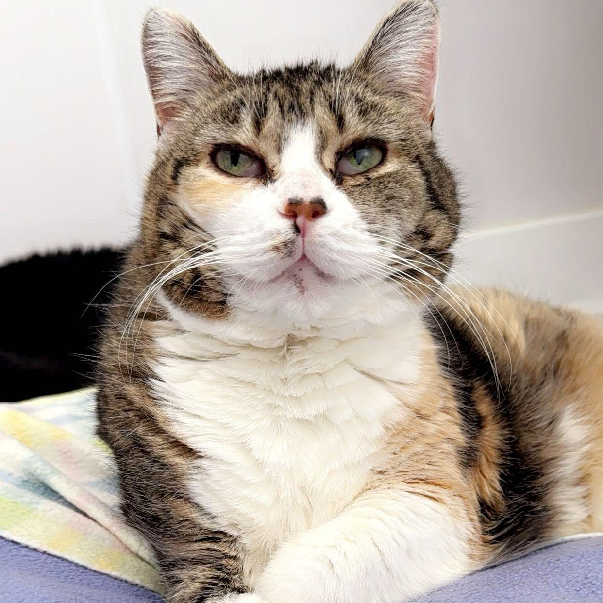 Enlarge Abri, a Adoptable Domestic Short Hair in Stockbridge, MI image 3/4