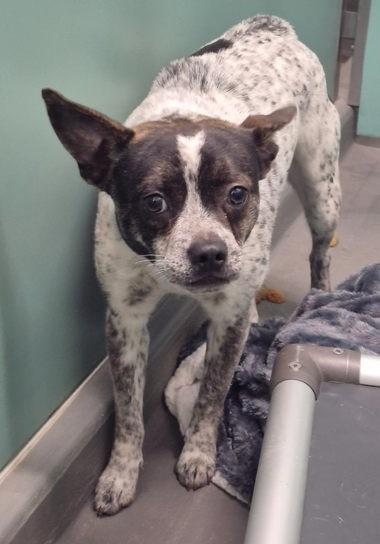 Enlarge Stubbs, an adopted mixed breed in Butte, MT image 1/1