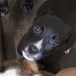 Artemis, Adoptable, Puppy Female Labrador Retriever.