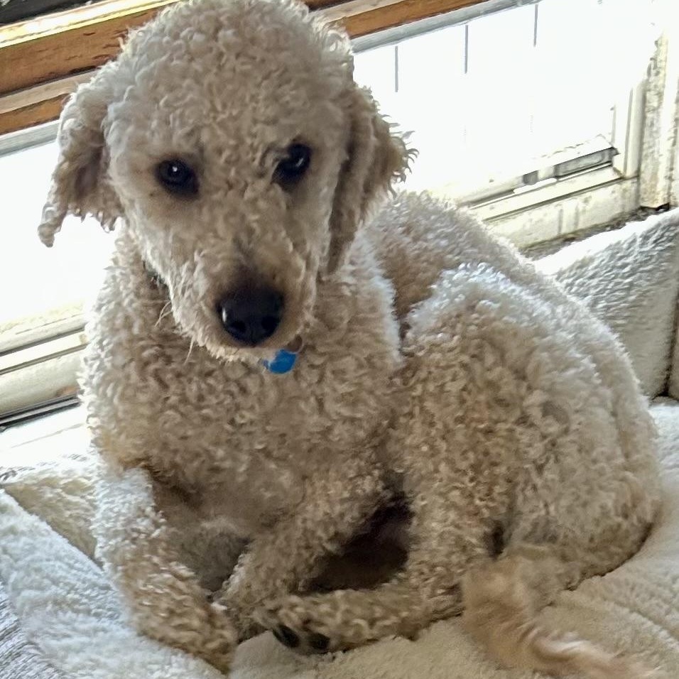 Dash-Adoption Pending, adoptable, Young Male Miniature Poodle.
