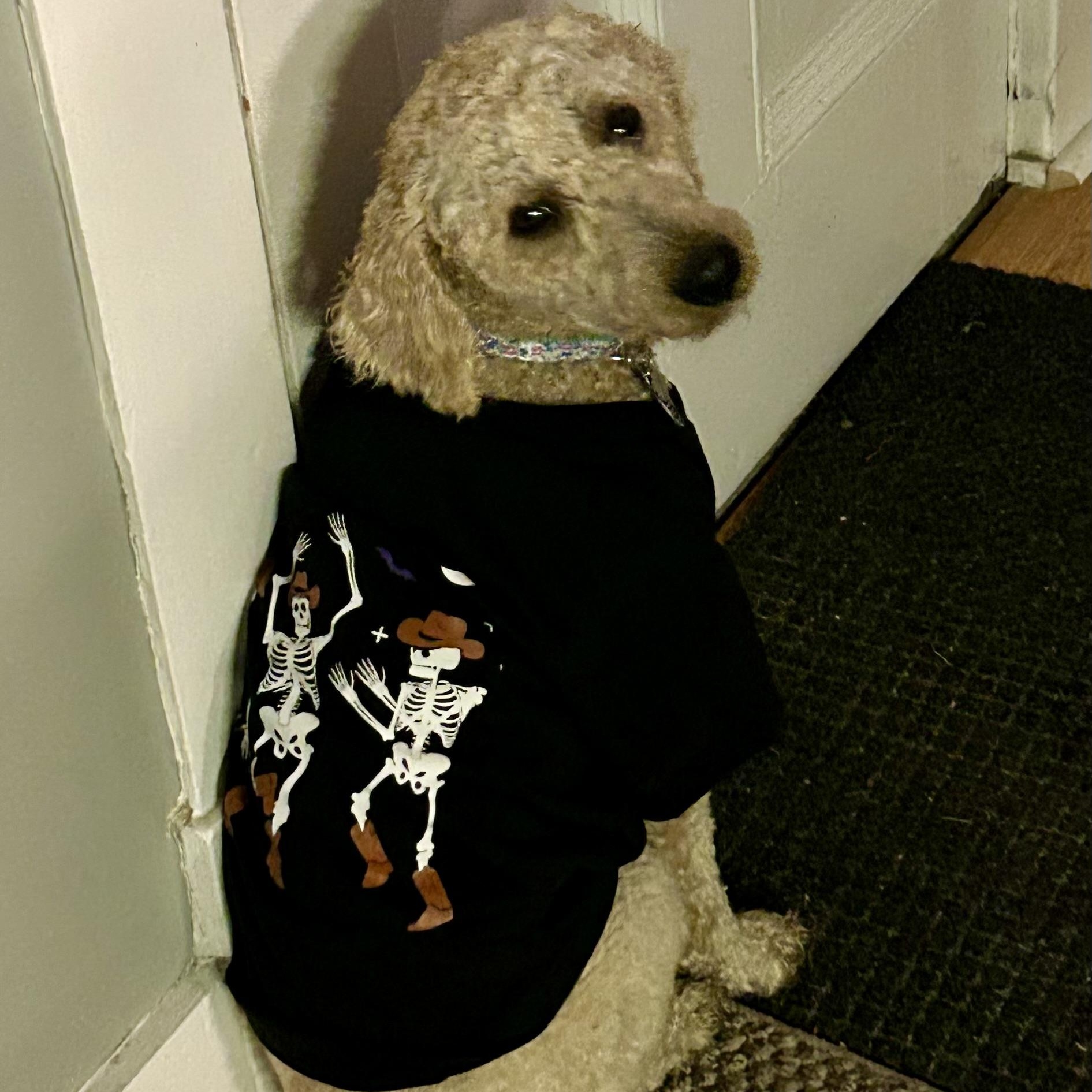 Enlarge Dash-Adoption Pending, an adoptable Miniature Poodle in Sudbury, MA image 4/5