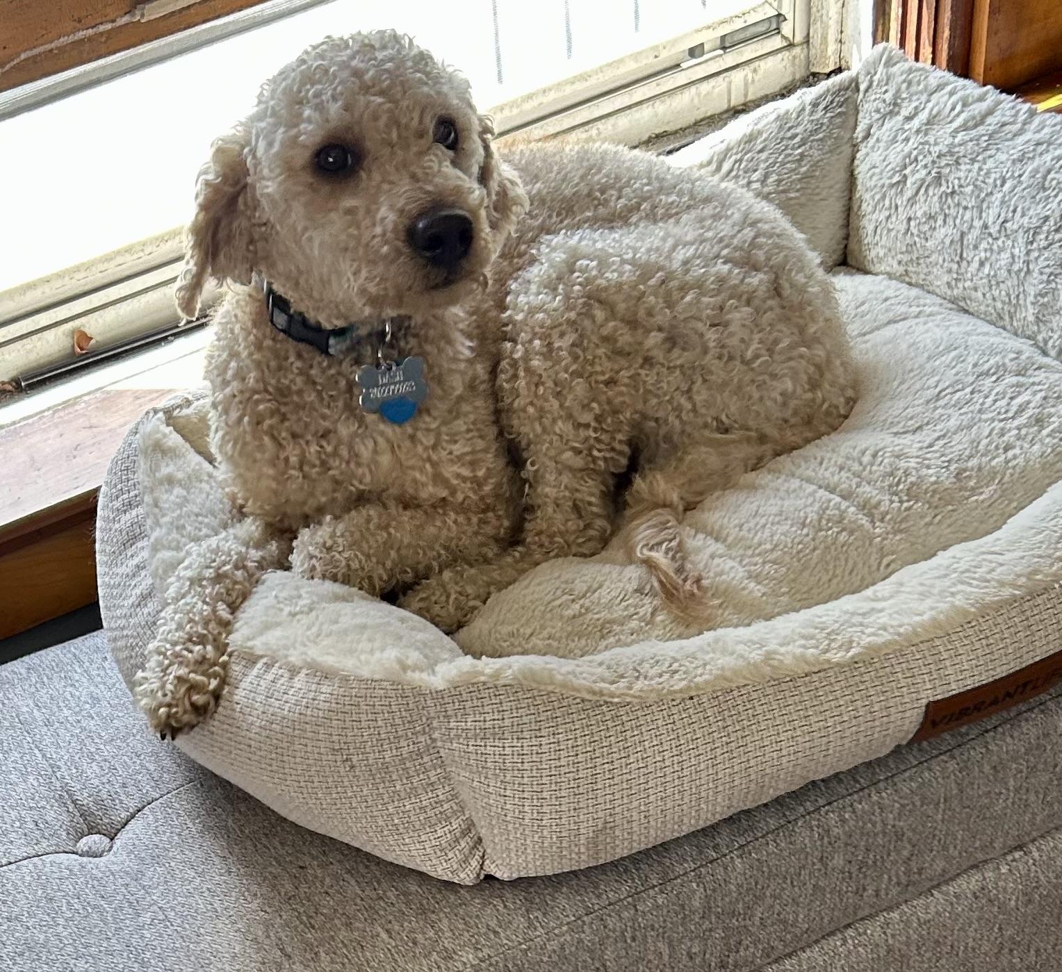 Enlarge Dash-Courtesy Posting!, an adopted Miniature Poodle in Somerville, MA image 2/2