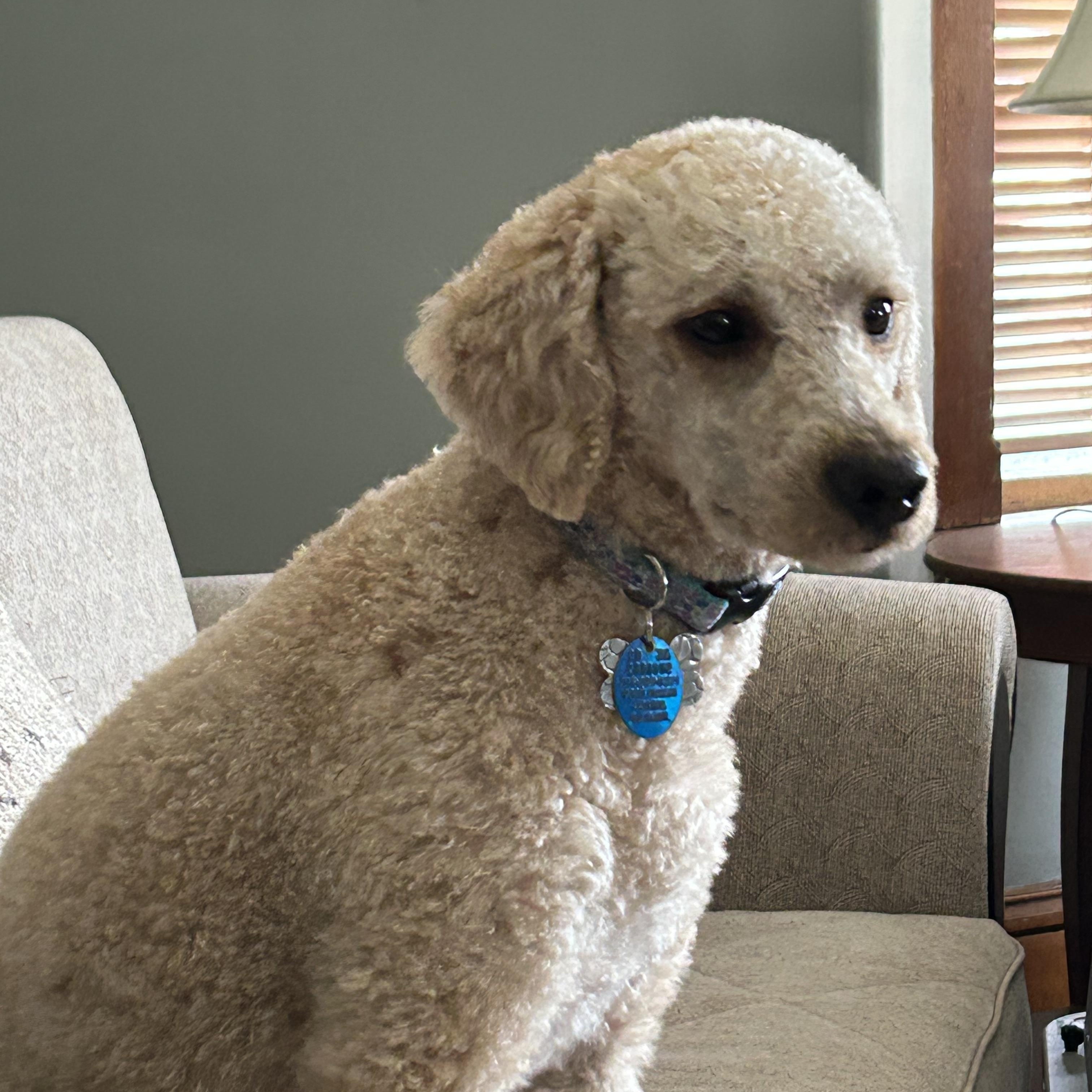 Dash-Courtesy Posting!, adopted, Young Male Miniature Poodle.