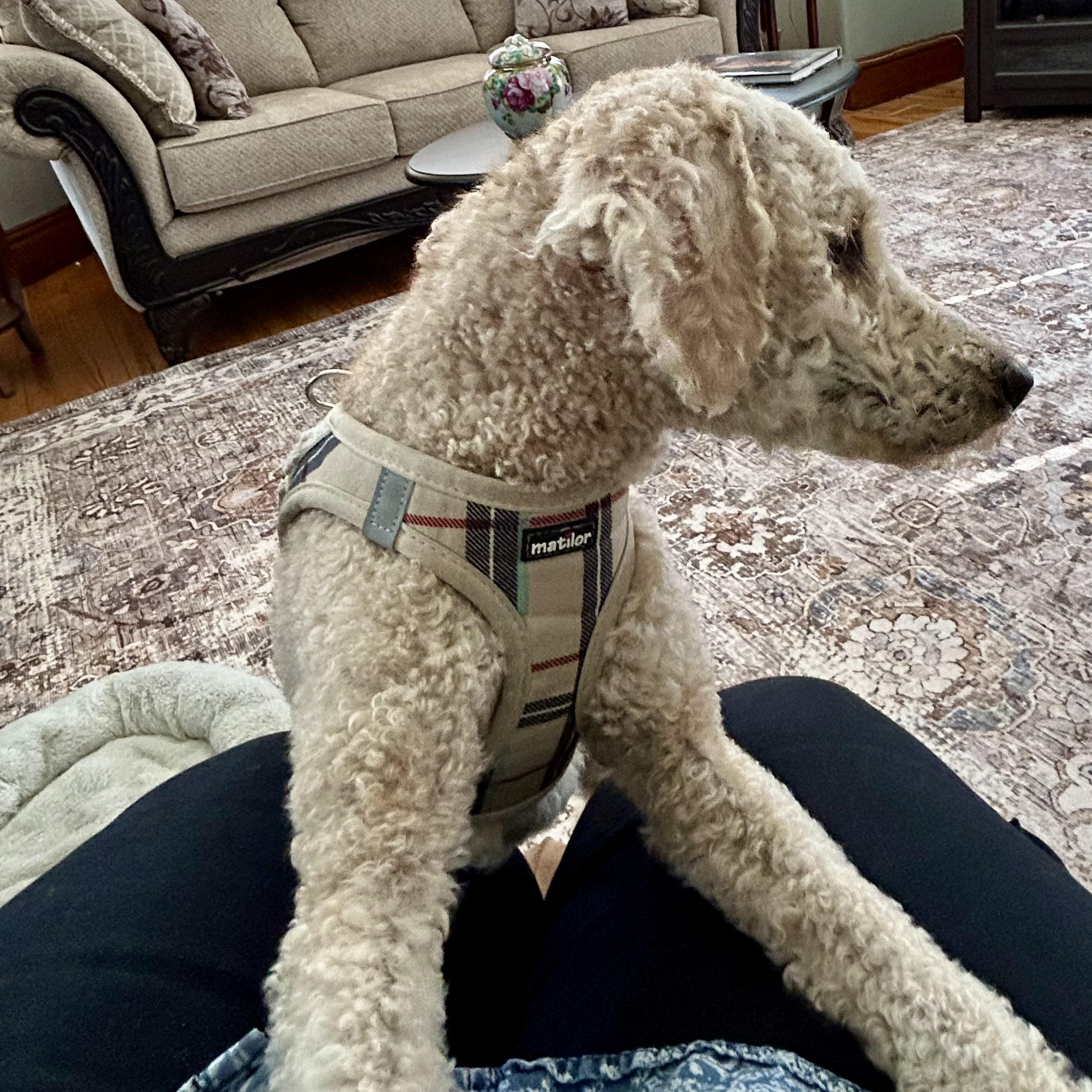 Enlarge Dash-Adoption Pending, an adoptable Miniature Poodle in Sudbury, MA image 5/5