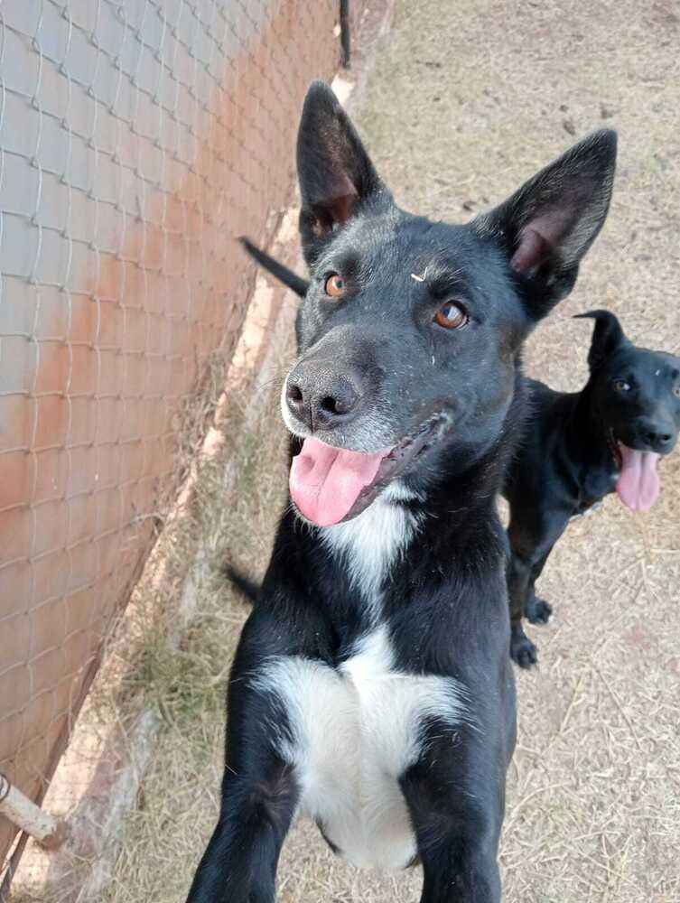 Heidy (CP), Adoptable, Adult Female Mixed Breed.