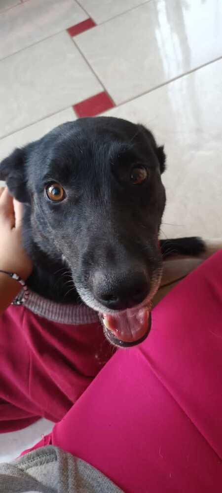 Enlarge Heidy (CP), a Adoptable mixed breed in San Diego, CA image 2/6